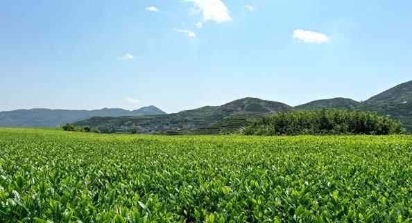 铁观音茶园