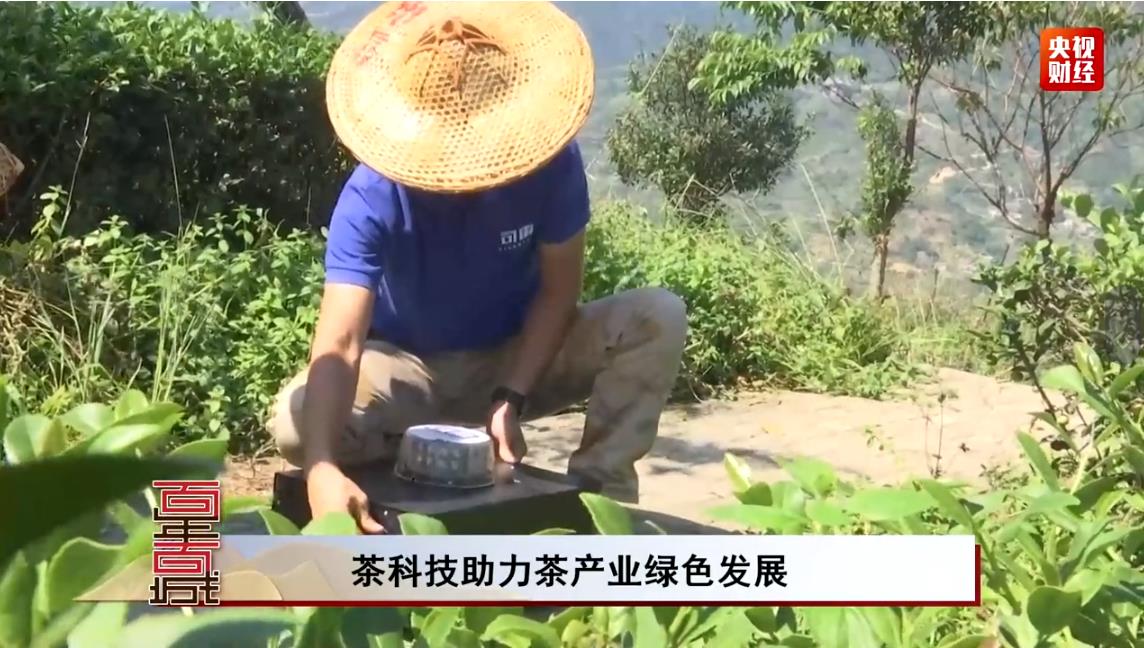 铁观音产地