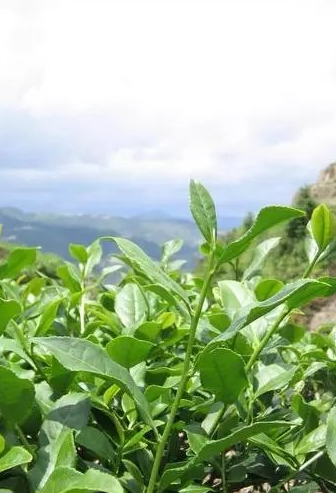 铁观音茶叶
